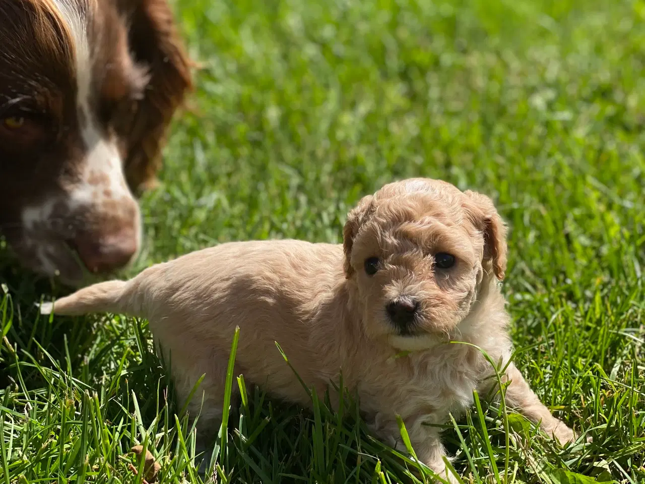 Billede 9 - Maltipoo / cotonpoo hvalpe