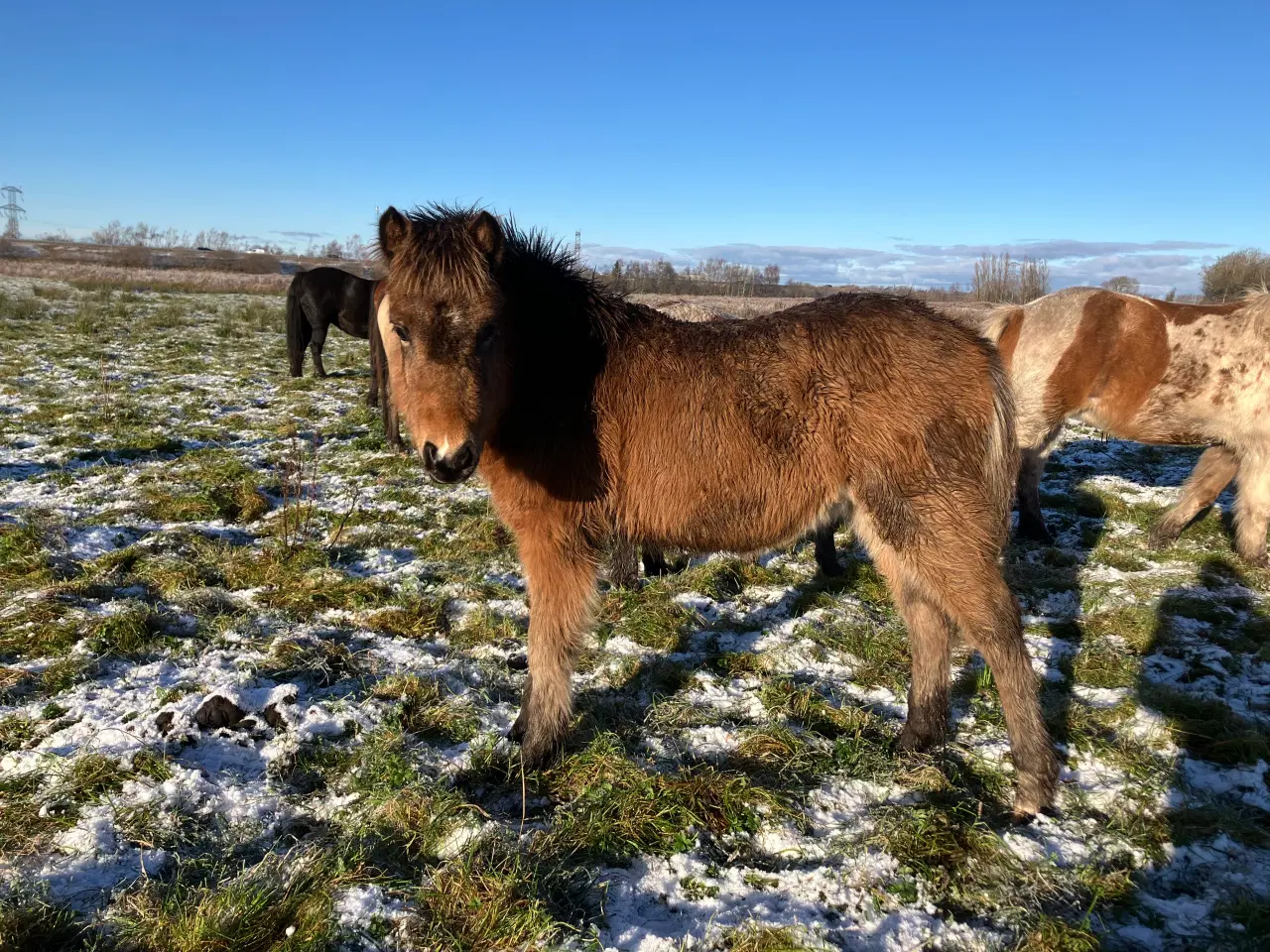 Billede 2 - Ponyføl, hingst