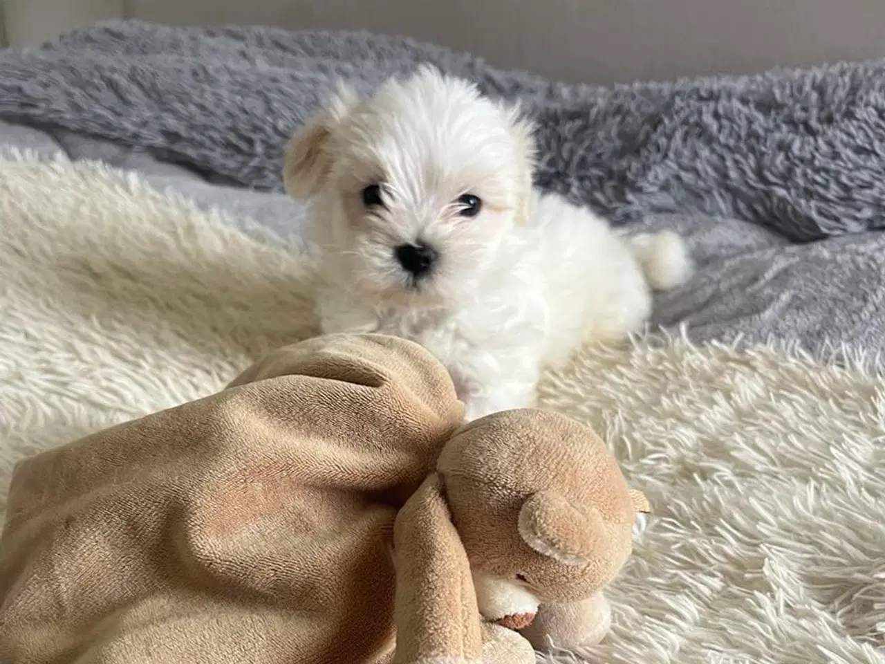 Billede 2 - Kærlige og allergivenlige Malteser og Bichon Havan