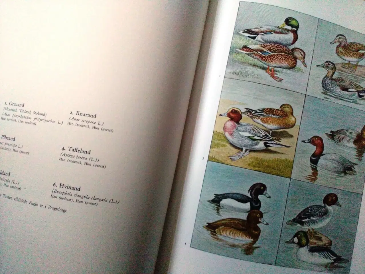 Billede 3 - Fuglebogen.