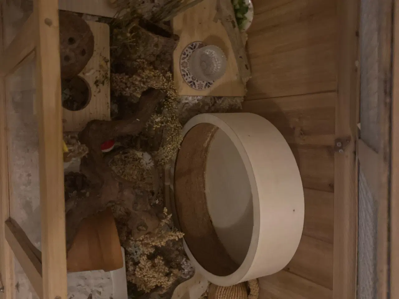 Billede 4 - Sødeste Guld hamster sælges med bur