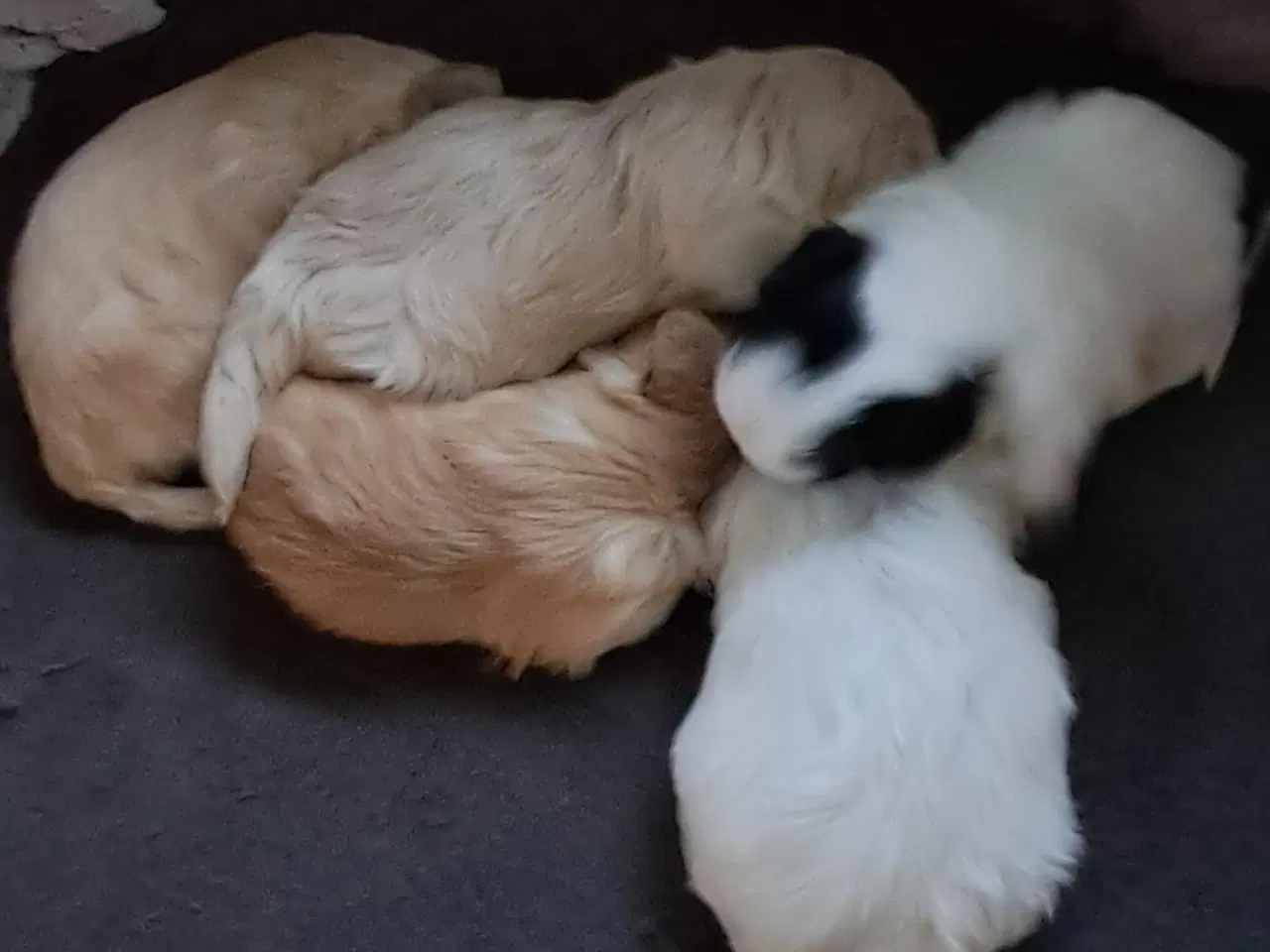 Billede 4 - Malteser blanding lille hund.