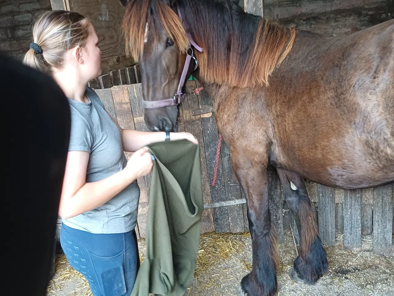 Billede 15 - 1 årig Jyskhest hingst sælges