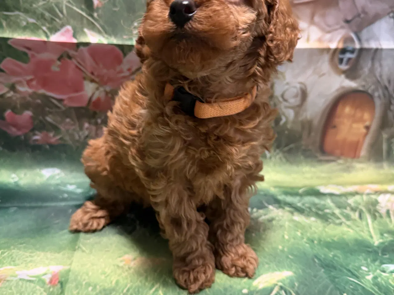 Billede 14 - 🐾maltipoo miniature 🩷februar 💙marts 🐾