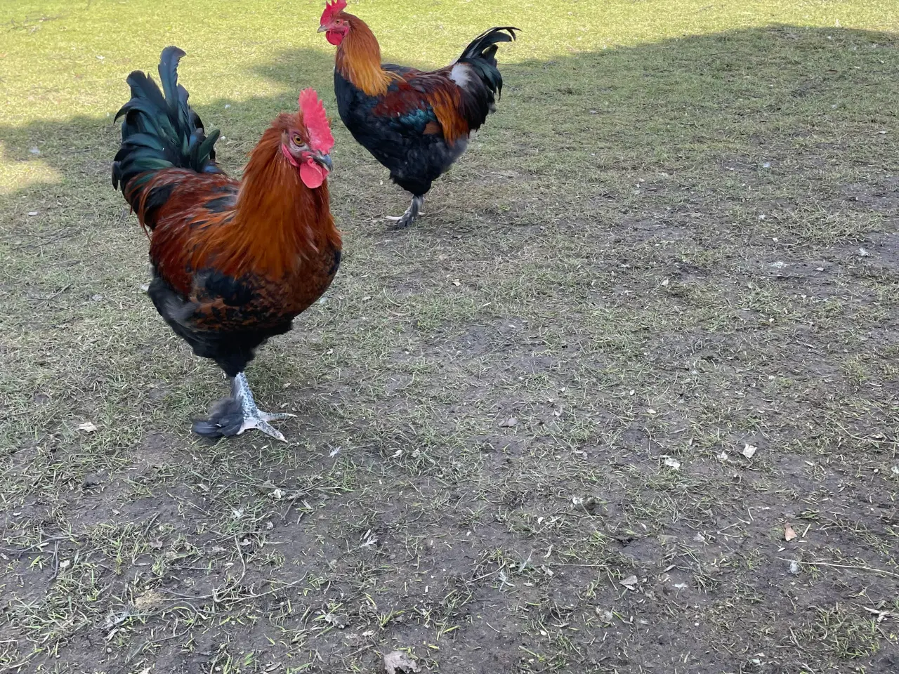 Billede 3 - Racerene Sorte Kobber Maraner og 3 blandingshaner