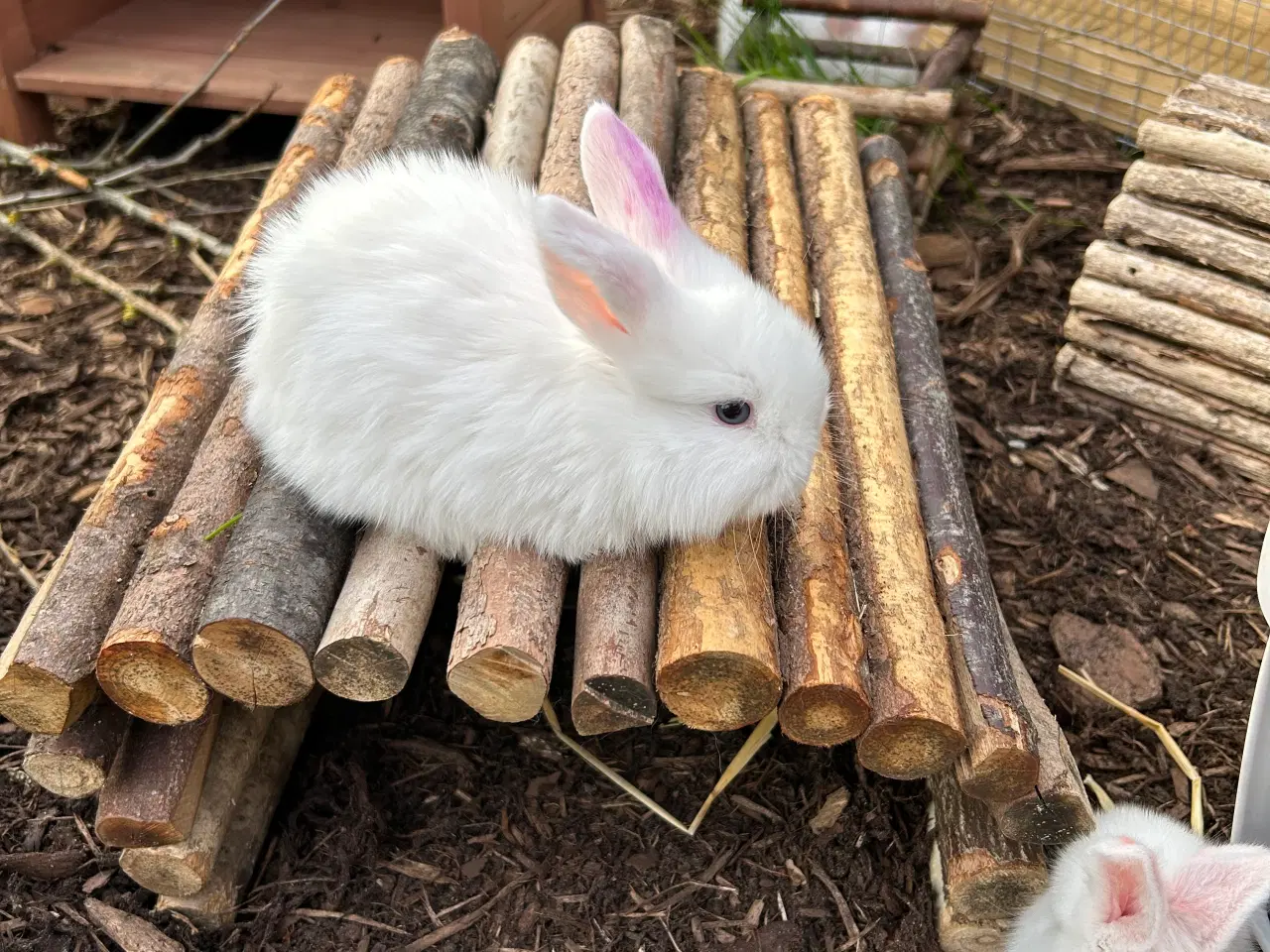 Billede 1 - Mini lop kanin 