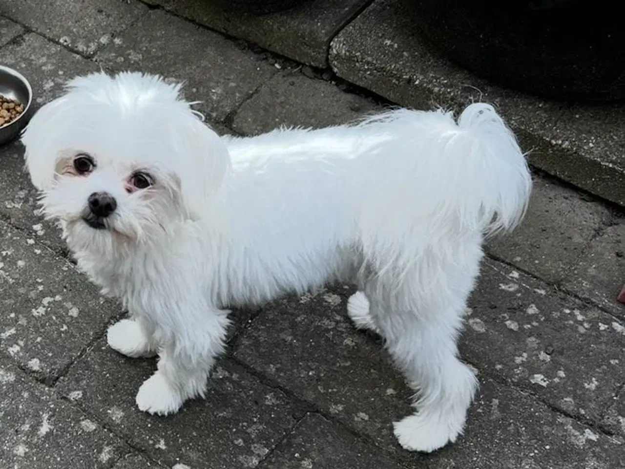 Billede 1 - Maltese (2.5-3kg) 