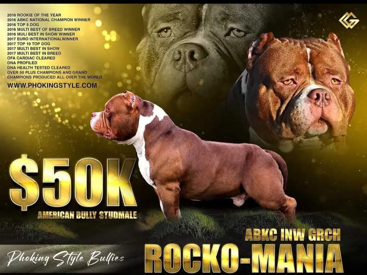 Billede 11 - American Bully 