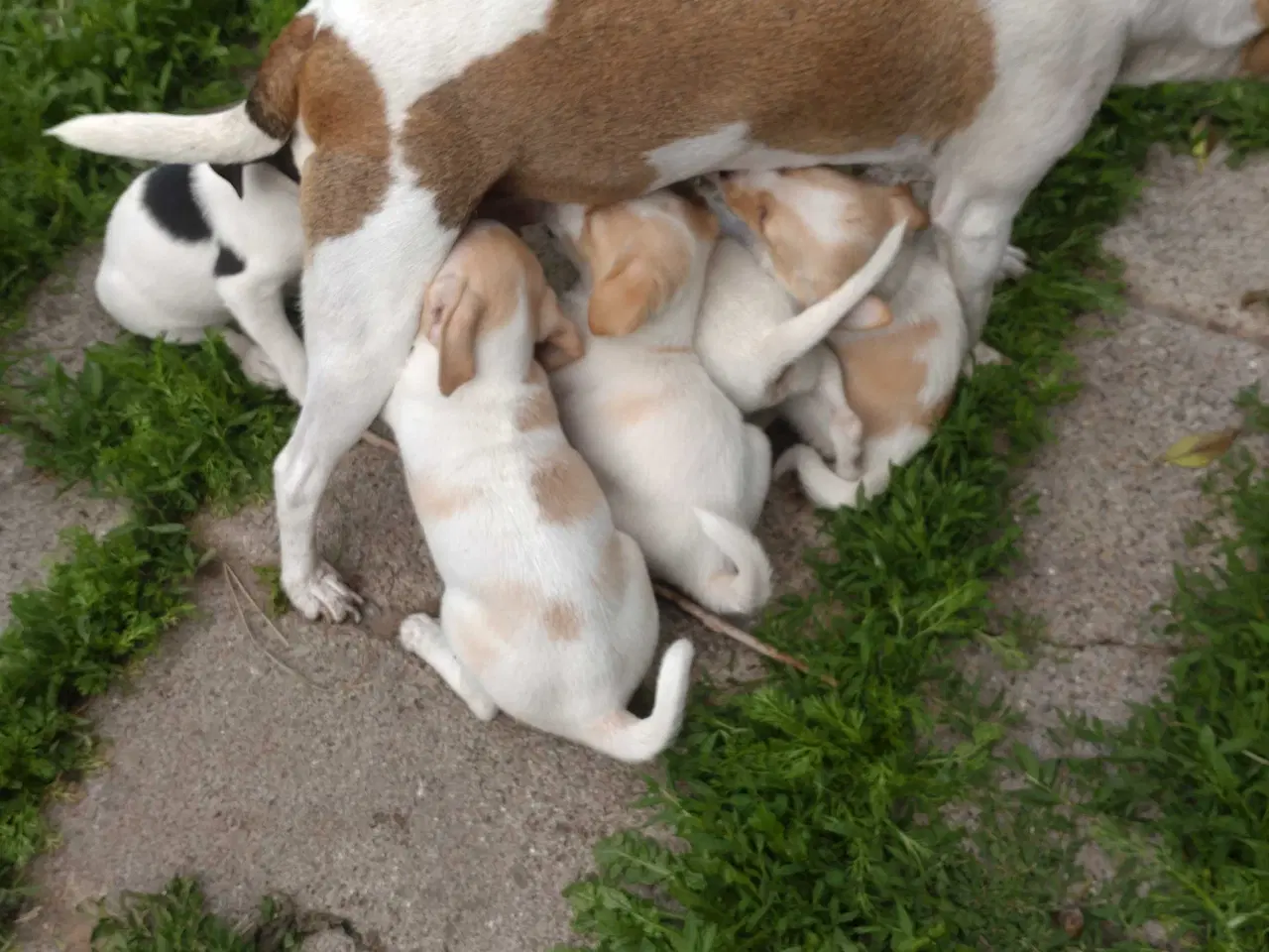 Billede 4 - Dansk/svensk gårdhunde hvalpe