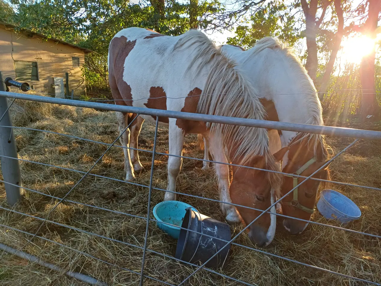 Billede 6 - Hoppeplag bliver 2 i marts