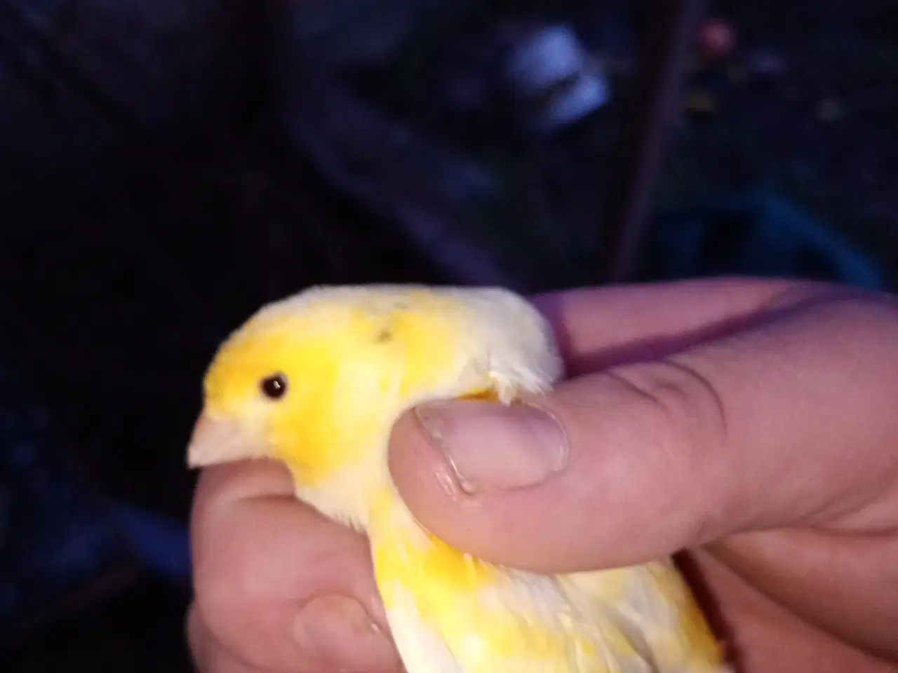 Billede 2 - Harzer kanarier 