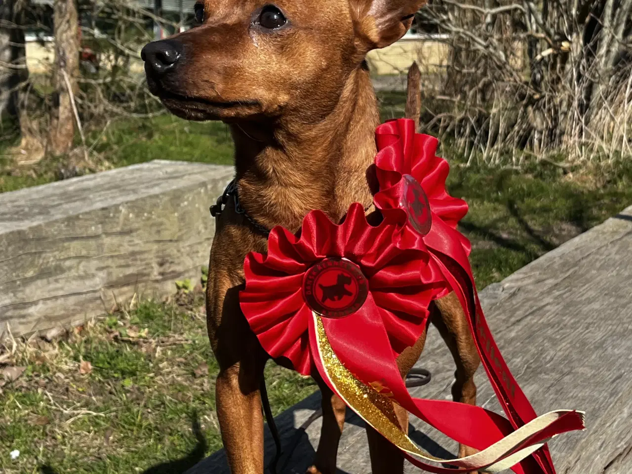 Billede 2 - Smuk Dværg Pinscher han