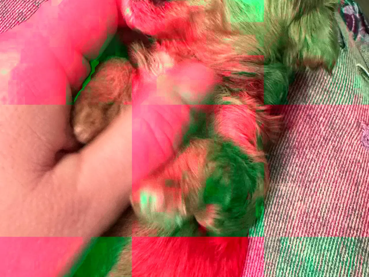 Billede 3 - Havapoo hvalpe