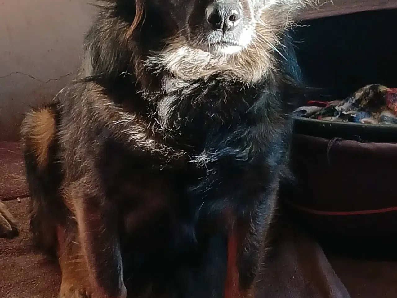 Billede 5 - Livsglade Joy 🩷