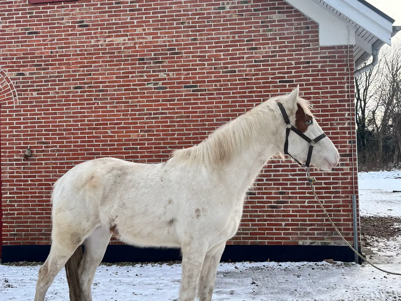 Billede 5 - Western hest, vallak, Pinewood Rain