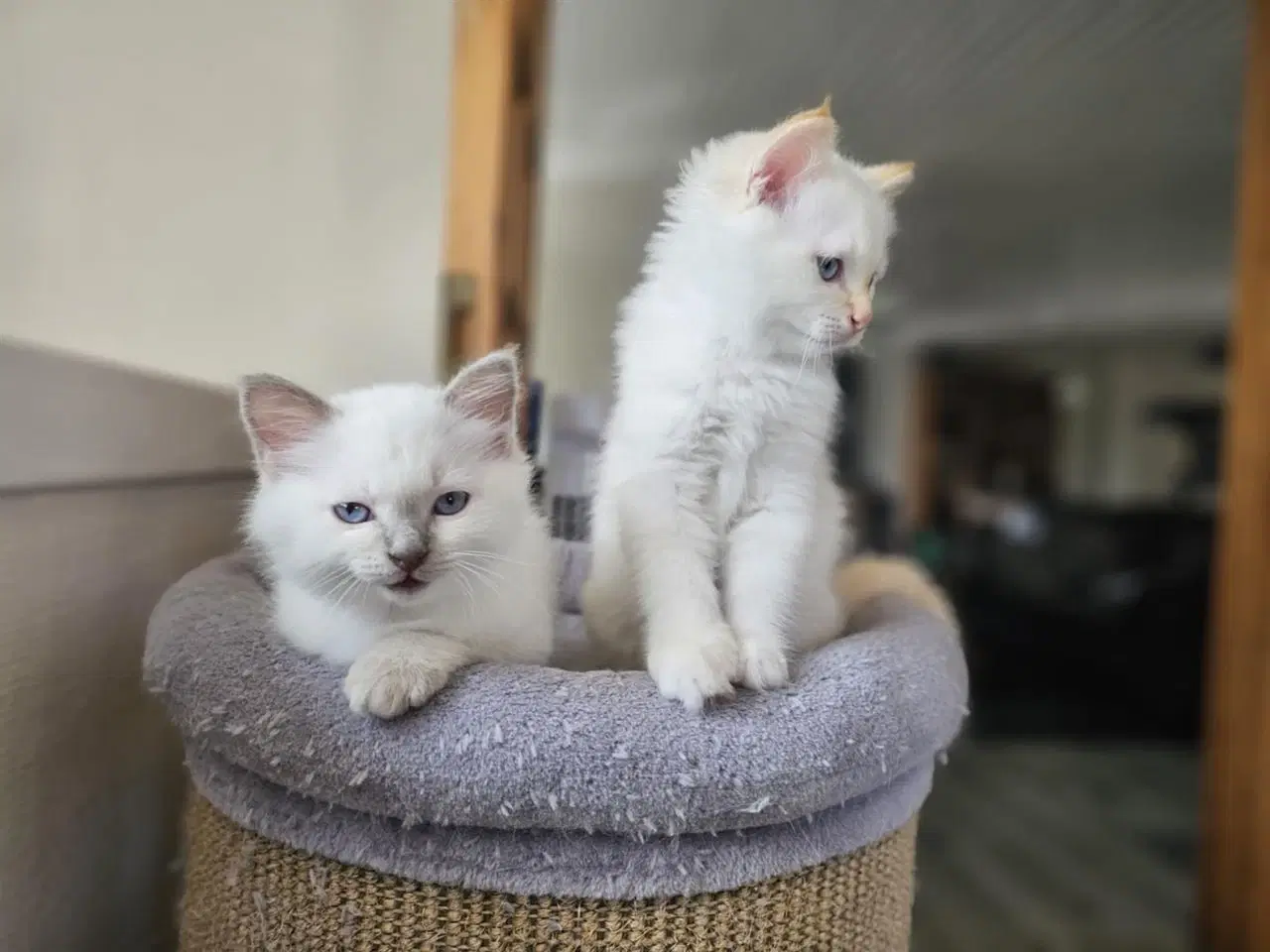 Billede 4 - Hellig birma/ragdoll blandinger 