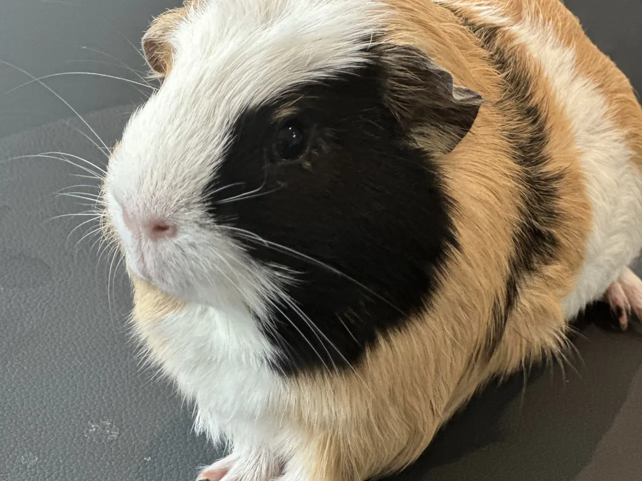 Billede 2 - Marsvine han, saltkaramel