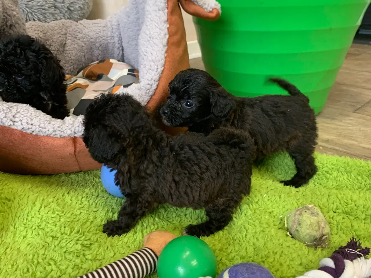 Billede 11 - Mini Maltipoo babyer 
