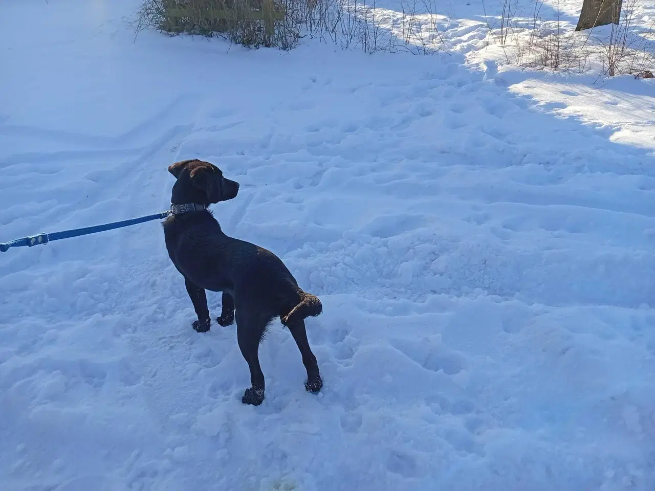 Billede 4 - Labrador Retriever 