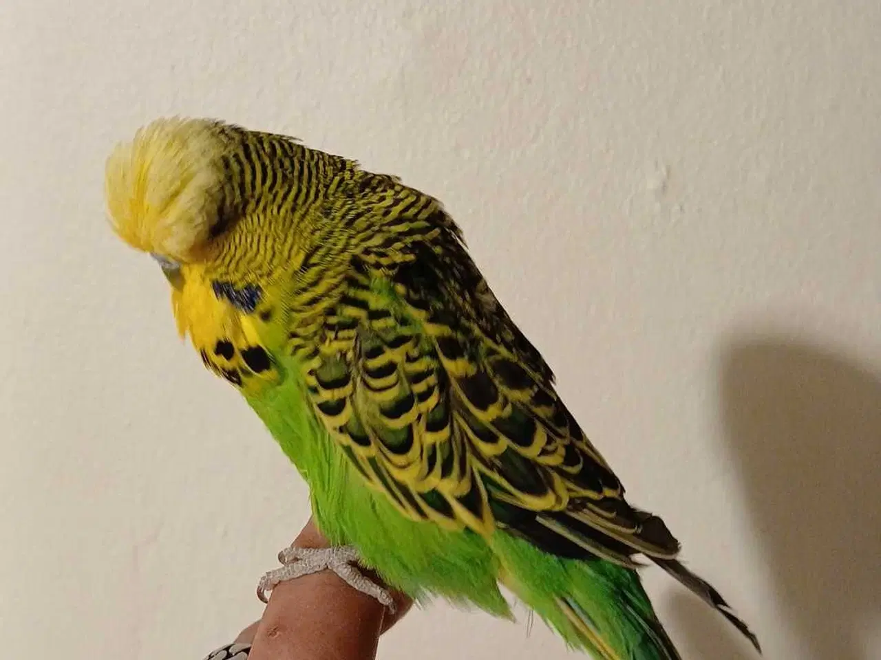 Billede 16 - Engelsk undulat han 