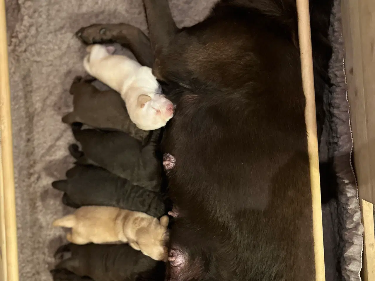 Billede 4 - 7 labrador hvalpe søger nye familier