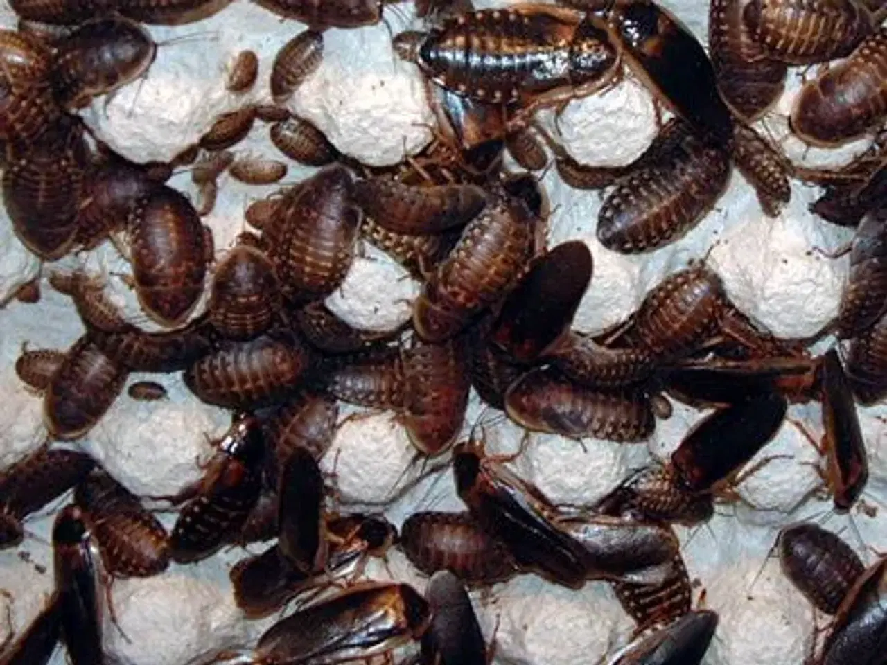 Billede 1 - Foderkakerlakker sælges