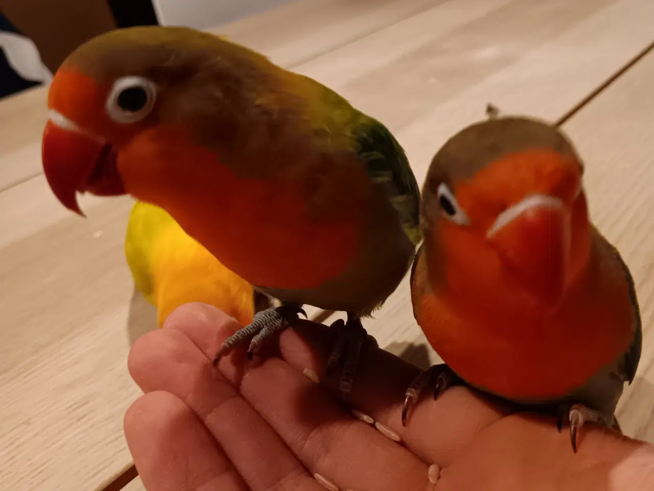 Billede 16 - 4 mdr. gamle dværgpapegøjerunger sælges 500 kr/stk