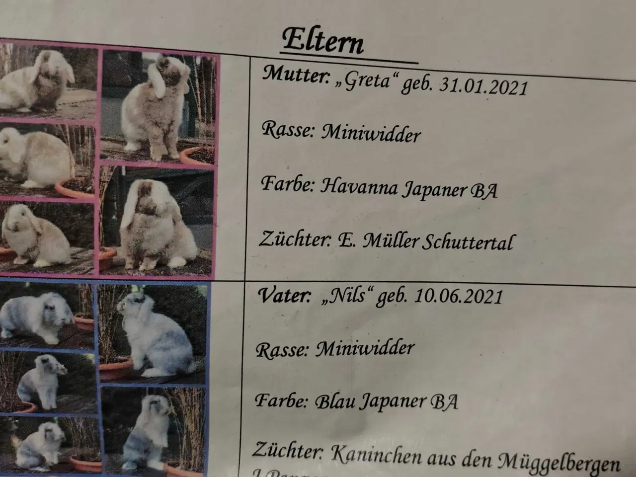 Billede 6 - Dværgvædder m. Tysk Afkomsattest 🌸