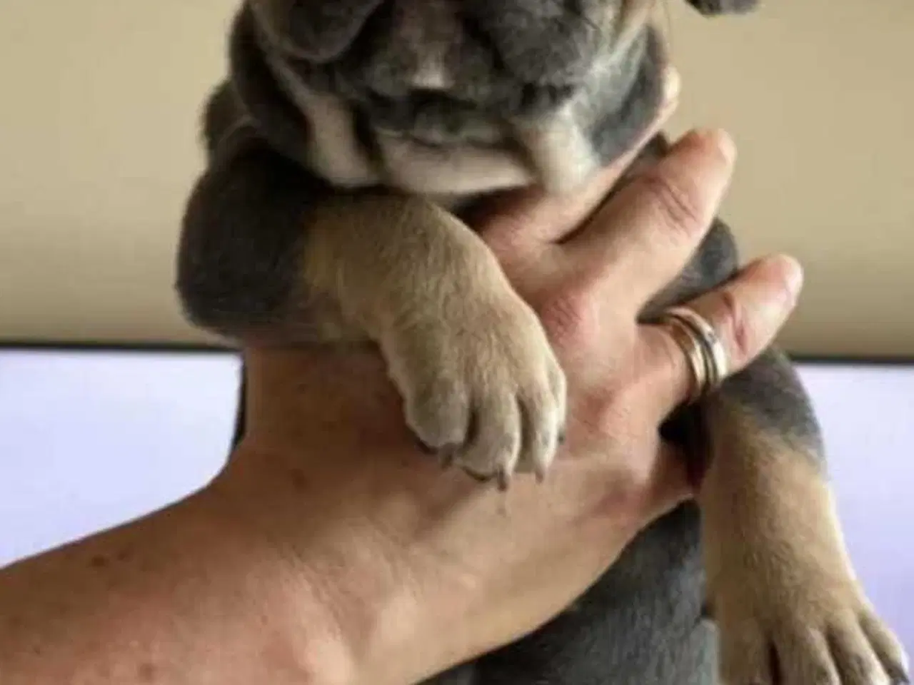 Billede 18 - Fransk Bulldog Hvalpe