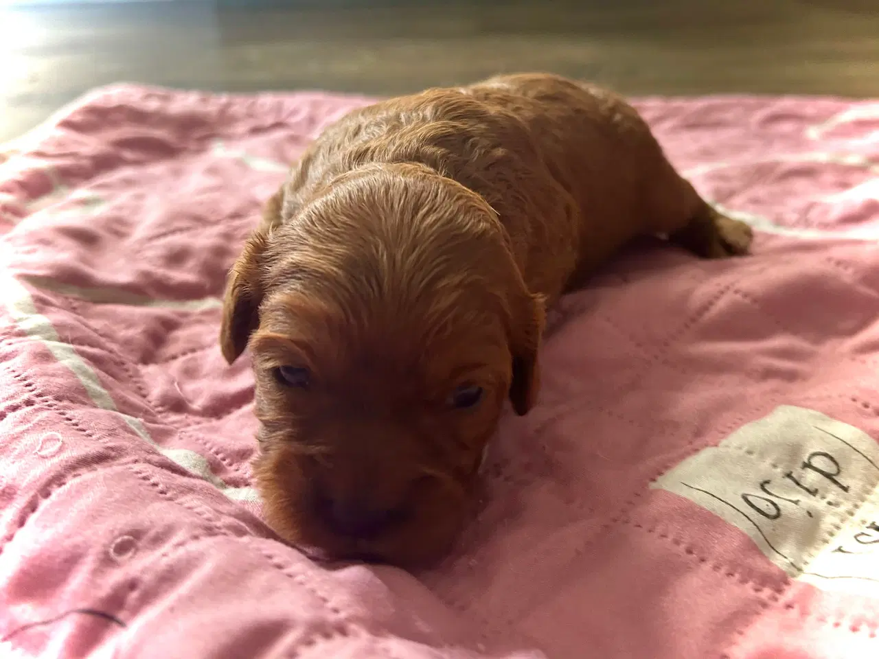 Billede 6 - Skønne Cavapoo hvalpe