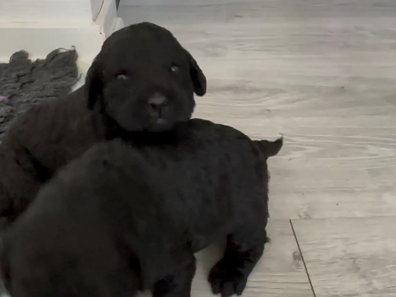 Billede 4 - Labradoodle goldendoodle doodle hvalpe 