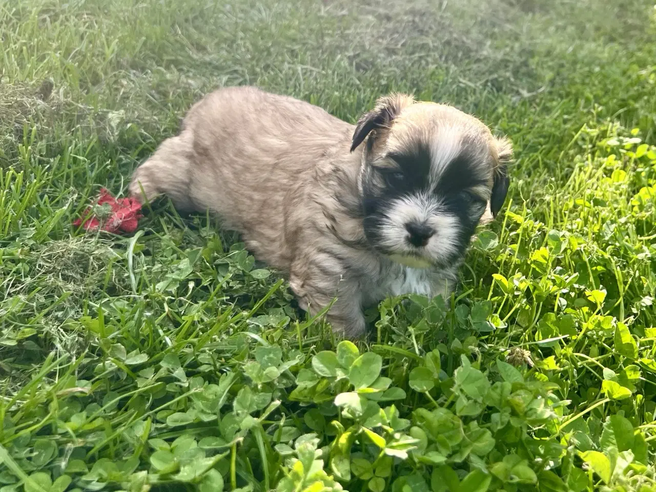 Billede 11 - Allergivenlige blandingshvalpe Pudel / Shih Tzu