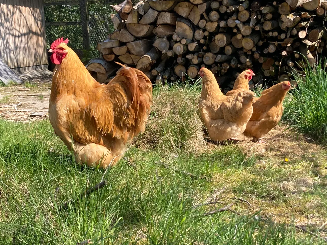 Billede 3 - Rugeæg fra racehøns 