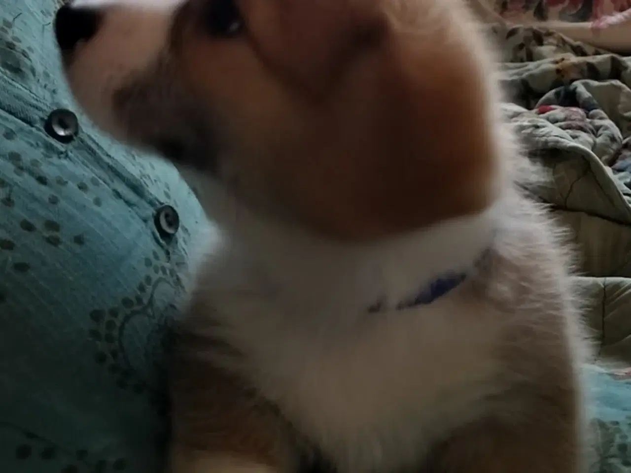 Billede 2 - corgi pembroke