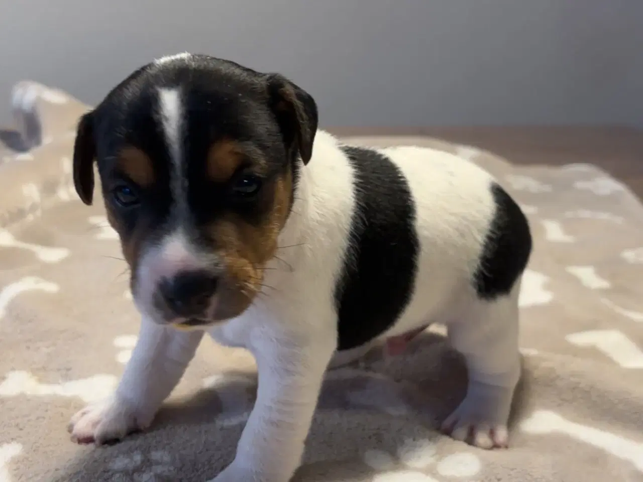 Billede 1 - Jack Russel hvalpe