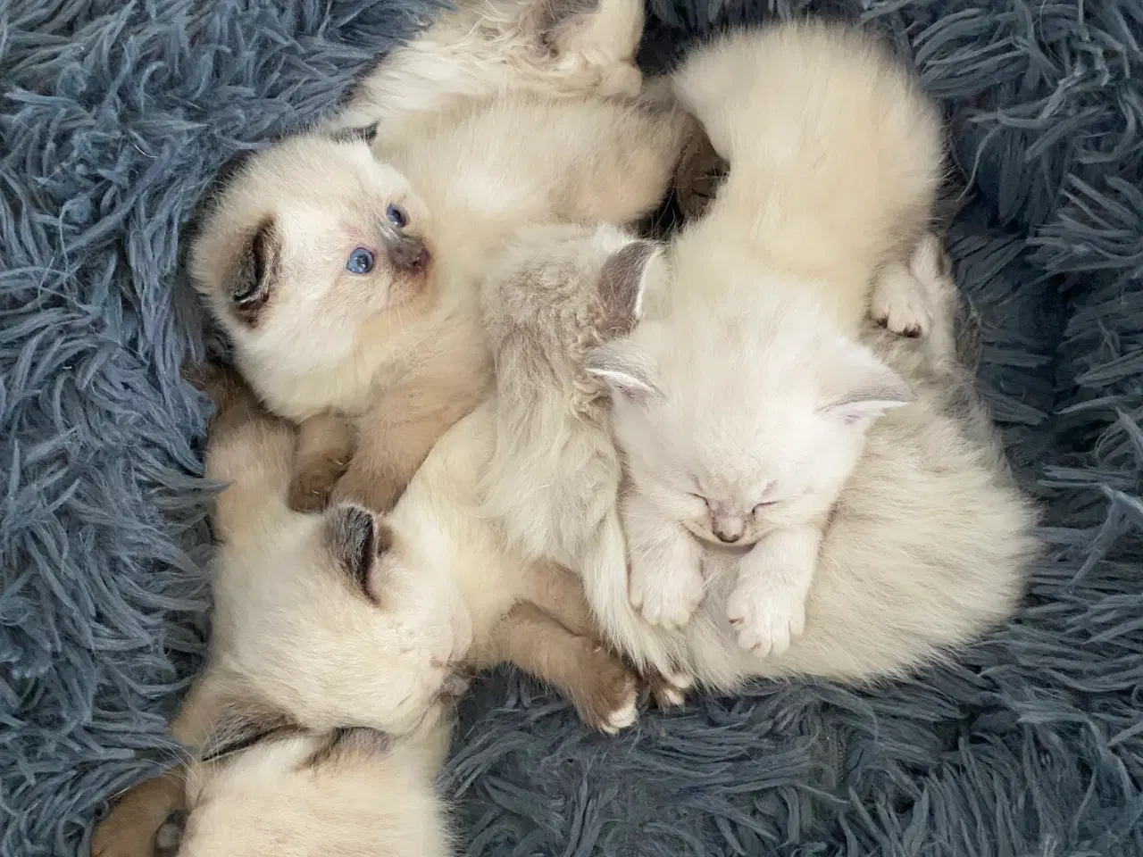 Billede 9 - Smukke og kærlige killinger-scottish fold blanding