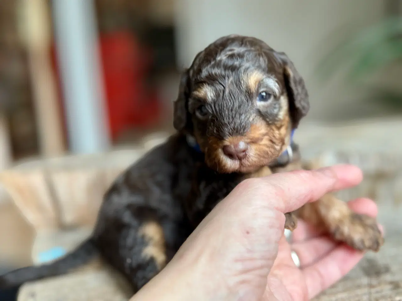 Billede 1 - Toy/dværg pudler fra avlsgodkendte forældre.