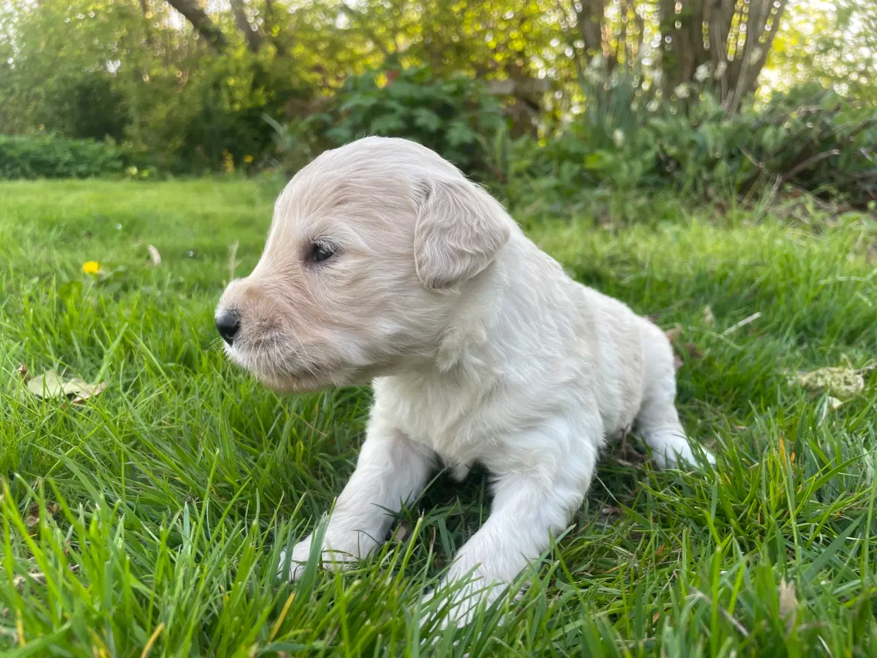 Billede 2 - Allergivenlige goldendoodles hvalpe