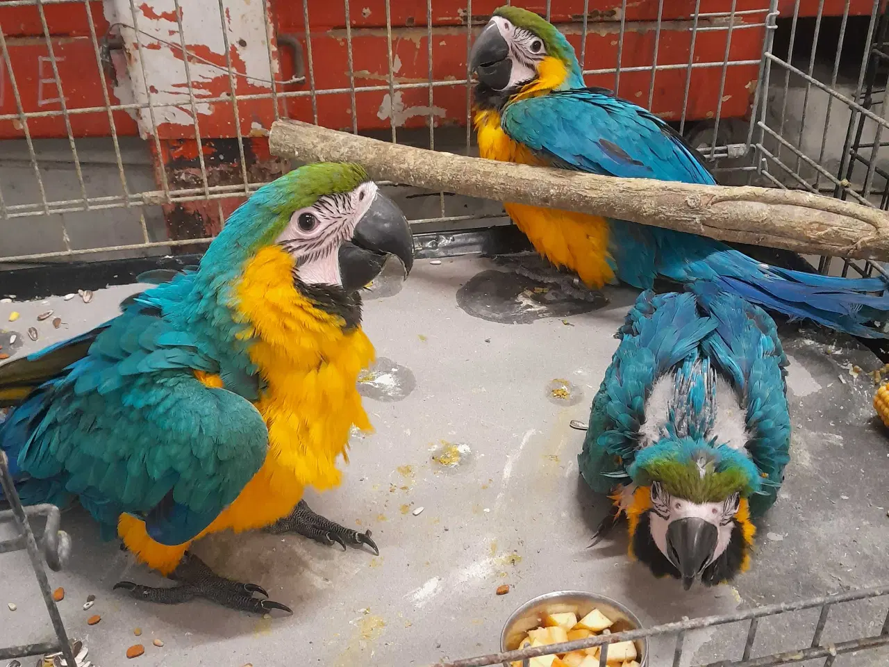 Billede 5 - Ara blå/gul