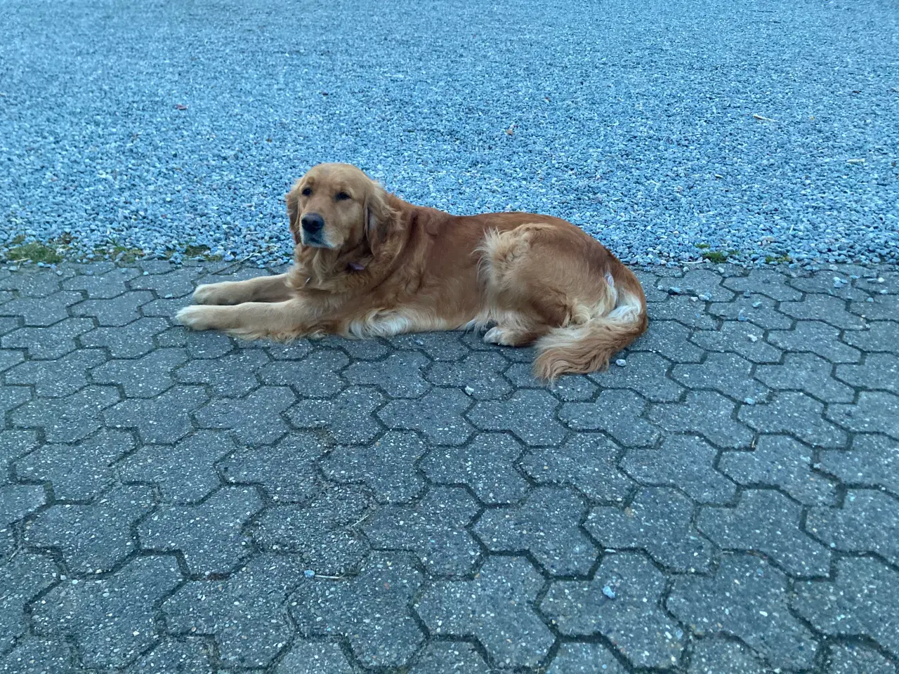Billede 10 - Golden Retriever hvalpe