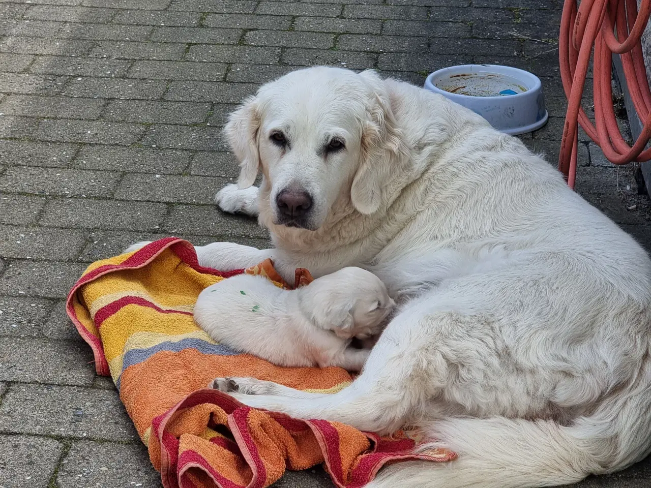 Billede 2 - GOLDEN RETRIEVER HVALPE DKK FORÆLDRE