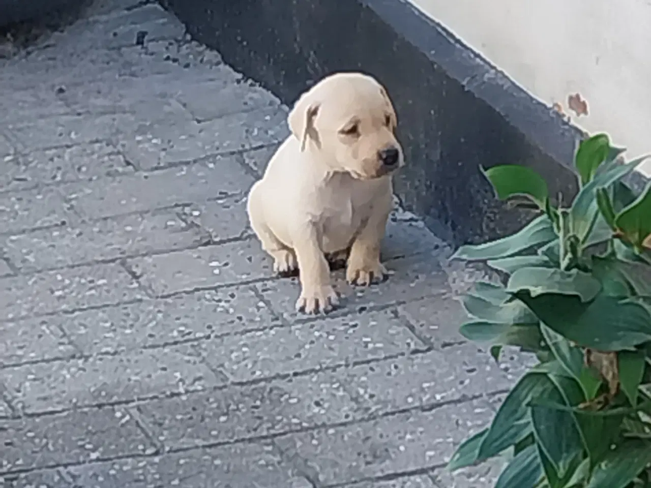 Billede 13 - Gule Labrador hvalpe.