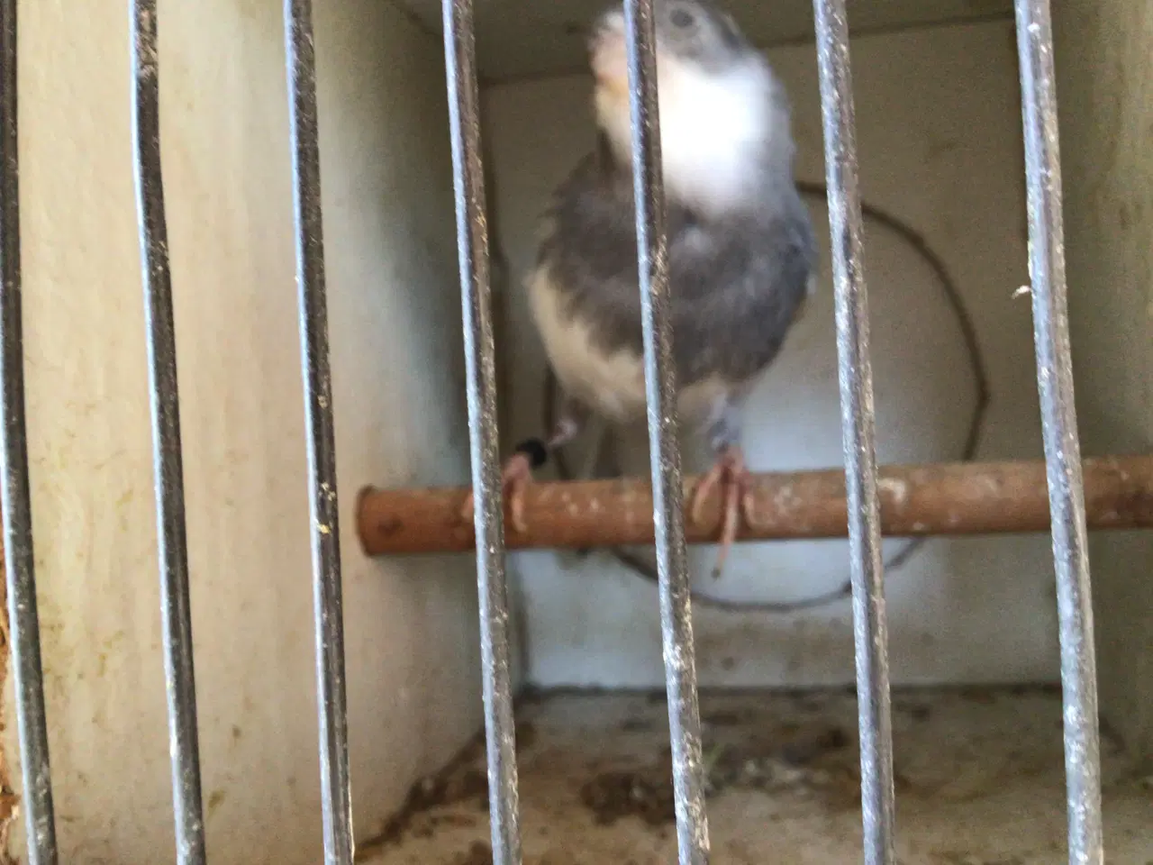 Billede 7 - Kanariefugle unger