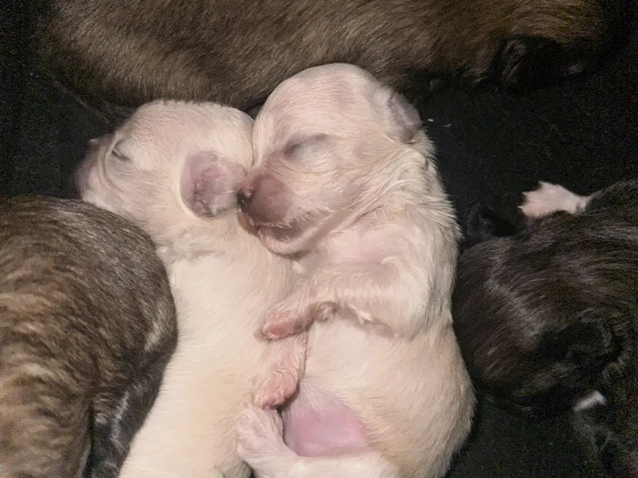 Billede 16 - Skønne chihuahua blandings hvalpe 