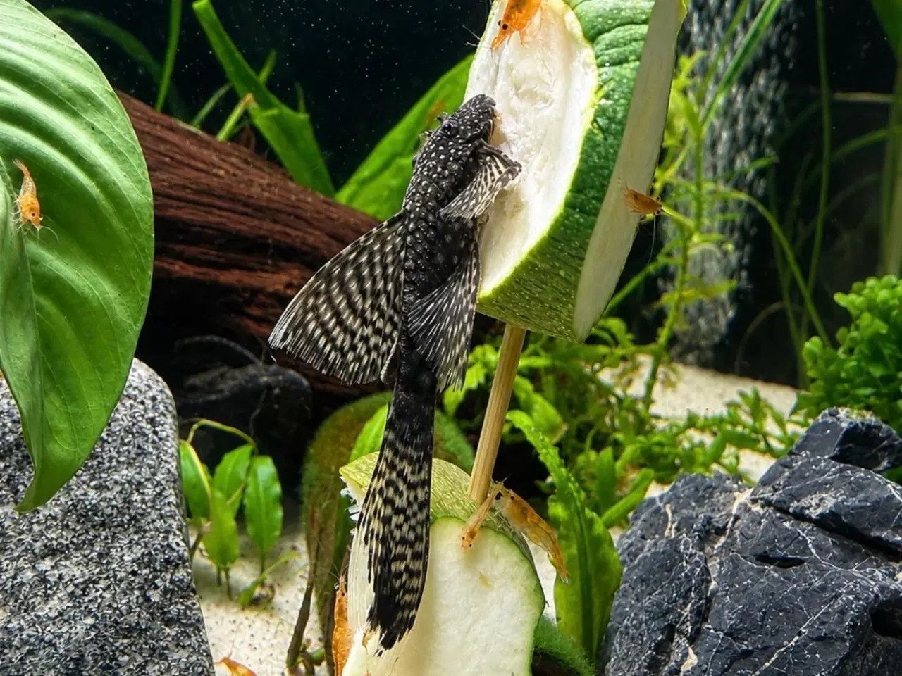 Billede 6 - 🖤Ancistrus / Bristlenose Pleco Longfin – Unger 