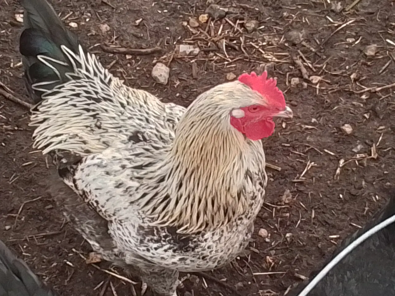 Billede 1 - Hane fra juni 2025