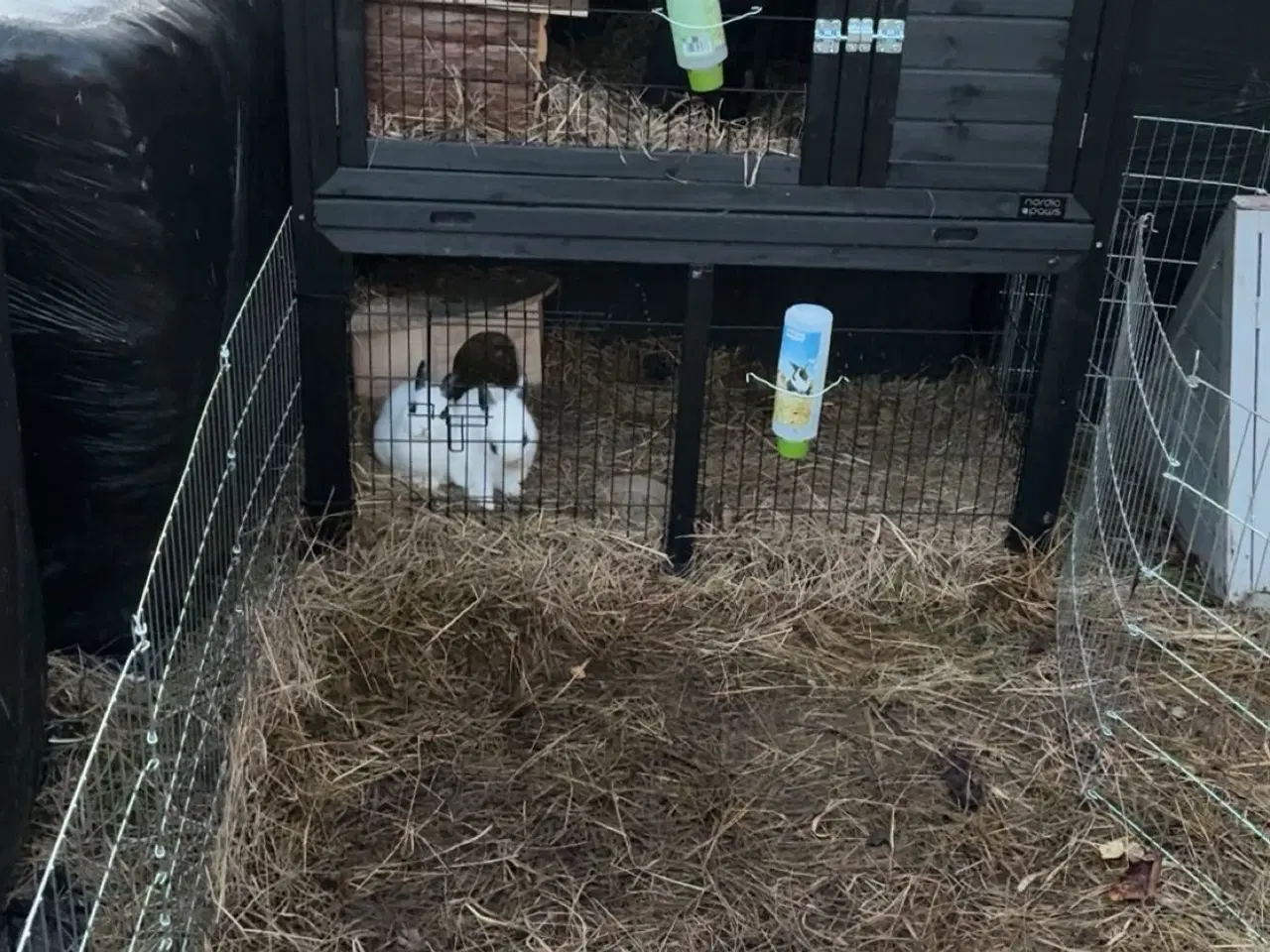 Billede 2 - Stor kanin pakke