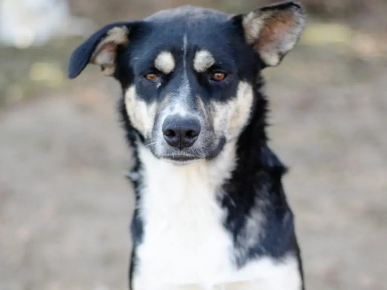 Billede 13 - Sødeste Sunny søger familie 