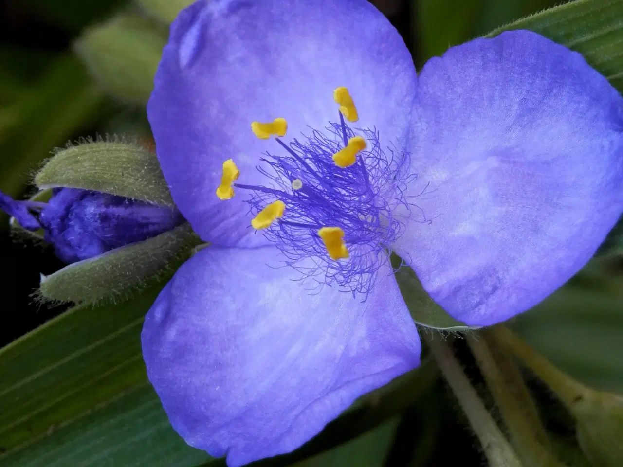 Billede 1 - Trekantblomst 