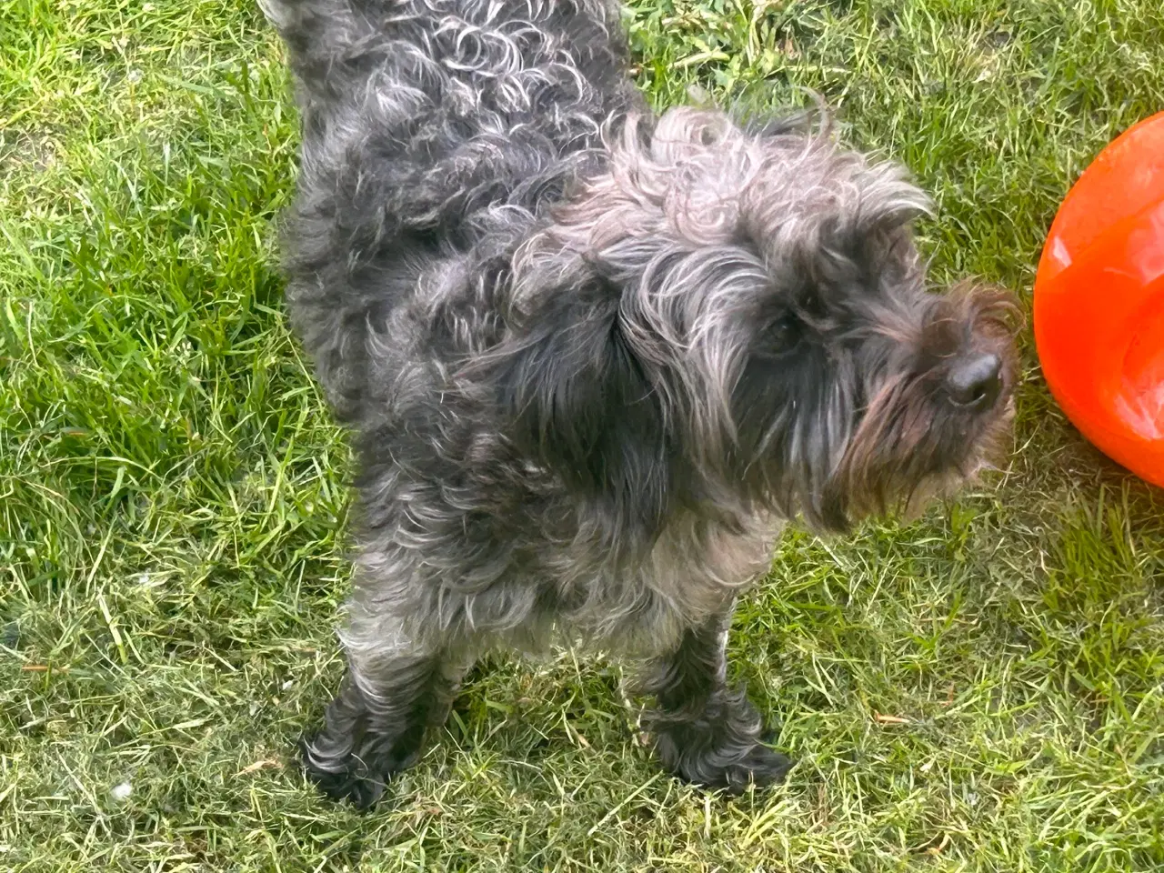Billede 3 - Skøn jackapoo (jackrussel-dværgpuddel) tæve